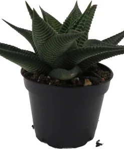 Twister Haworthia Limifolia Succulent Live Plant – 2.5