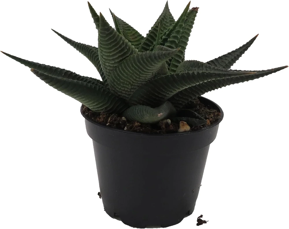 Twister Haworthia Limifolia Succulent Live Plant – 2.5" Pot - Image 3