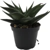 Twister Haworthia Limifolia Succulent Live Plant – 2.5" Pot - Image 1