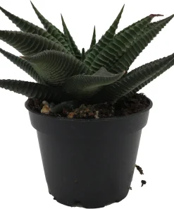 Twister Haworthia Limifolia Succulent Live Plant – 2.5