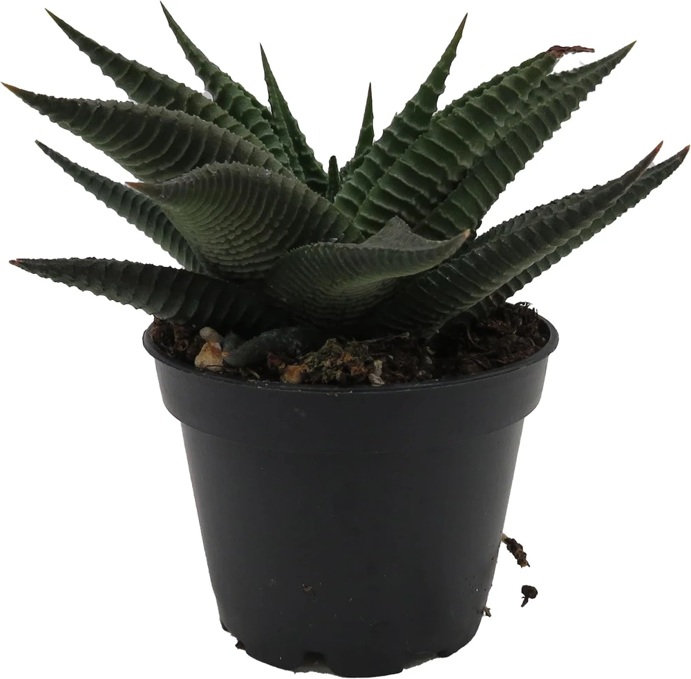 Twister Haworthia Limifolia Succulent Live Plant – 2.5" Pot - Image 1