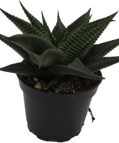 Twister Haworthia Limifolia Succulent Live Plant – 2.5