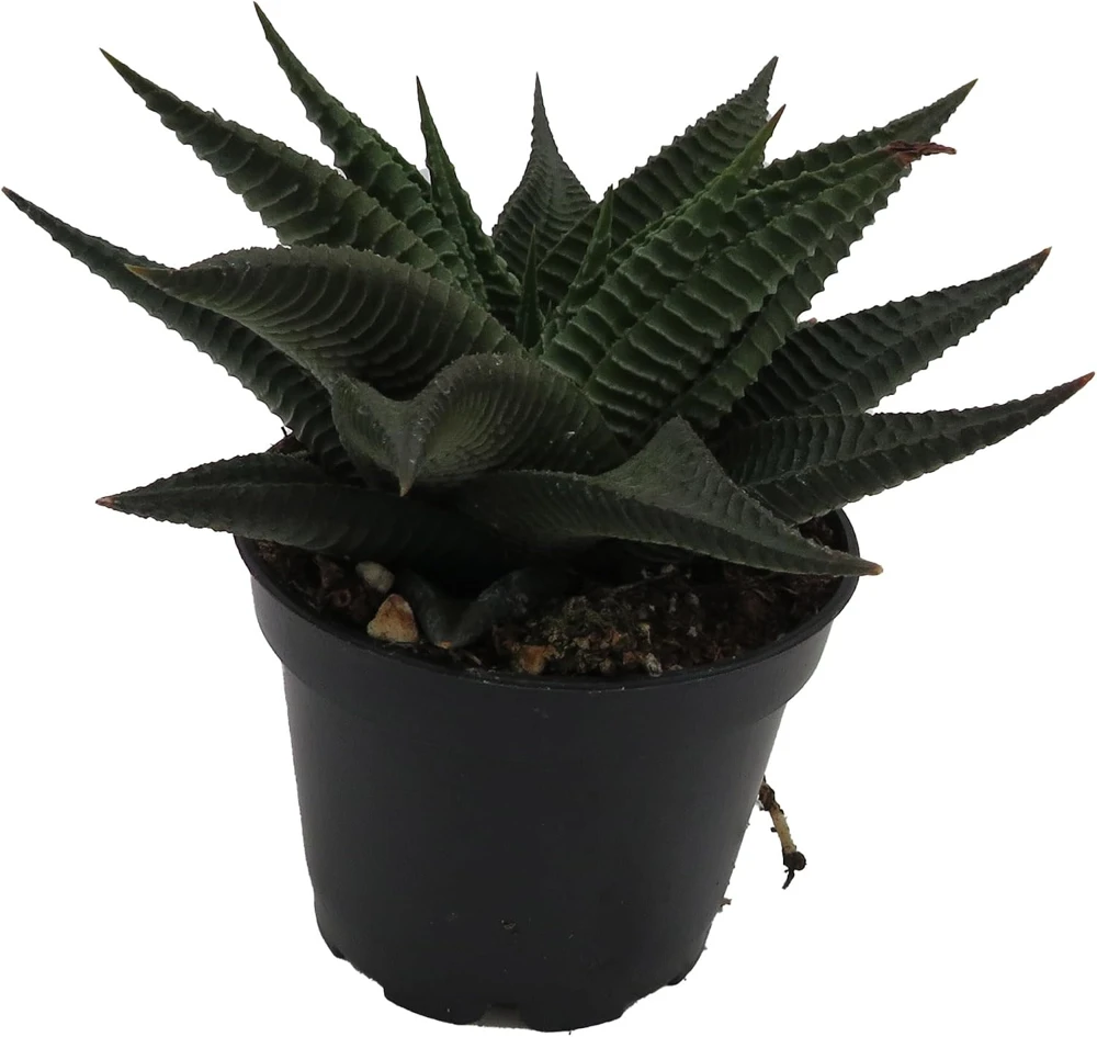 Twister Haworthia Limifolia Succulent Live Plant – 2.5" Pot - Image 4