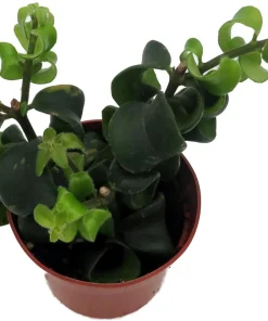 Twister Lipstick Plant - Aeschynanthus Live Plant - 2.5 Inch Pot - Indoor Houseplant - Image 2