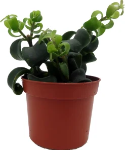 Twister Lipstick Plant - Aeschynanthus Live Plant - 2.5 Inch Pot - Indoor Houseplant - Image 3