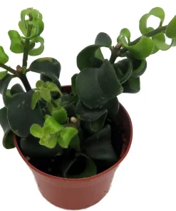 Twister Lipstick Plant - Aeschynanthus Live Plant - 2.5 Inch Pot - Indoor Houseplant - Image 4