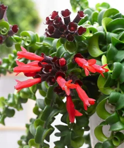 Twister Lipstick Plant - Aeschynanthus Live Plant - 2.5 Inch Pot - Indoor Houseplant - Image 5