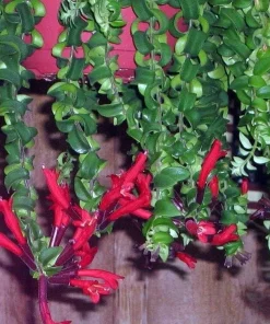 Twister Lipstick Plant - Aeschynanthus Live Plant - 2.5 Inch Pot - Indoor Houseplant - Image 6