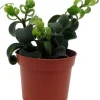 Twister Lipstick Plant - Aeschynanthus Live Plant - 2.5 Inch Pot - Indoor Houseplant - Image 1