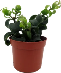 Twister Lipstick Plant - Aeschynanthus Live Plant - 2.5 Inch Pot - Indoor Houseplant - Image 1