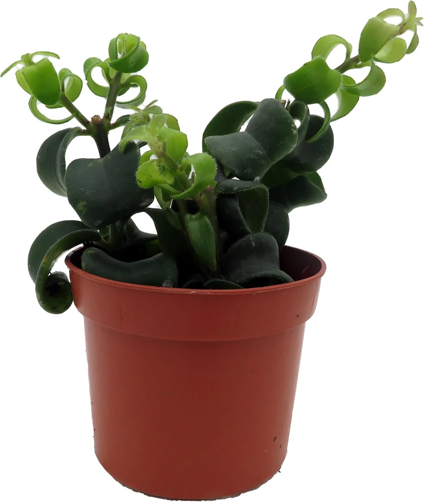 Twister Lipstick Plant - Aeschynanthus Live Plant - 2.5 Inch Pot - Indoor Houseplant - Image 1