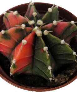 Tye Dye Cactus Live Plant - Gymnocalycium Mihanovichii Variegata - 2" Pot - Indoor/Outdoor - Image 2