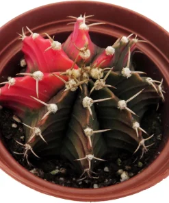 Tye Dye Cactus Live Plant - Gymnocalycium Mihanovichii Variegata - 2