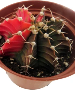 Tye Dye Cactus Live Plant - Gymnocalycium Mihanovichii Variegata - 2