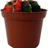 Tye Dye Cactus Live Plant - Gymnocalycium Mihanovichii Variegata - 2" Pot - Indoor/Outdoor - Image 1