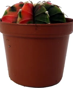 Tye Dye Cactus Live Plant - Gymnocalycium Mihanovichii Variegata - 2