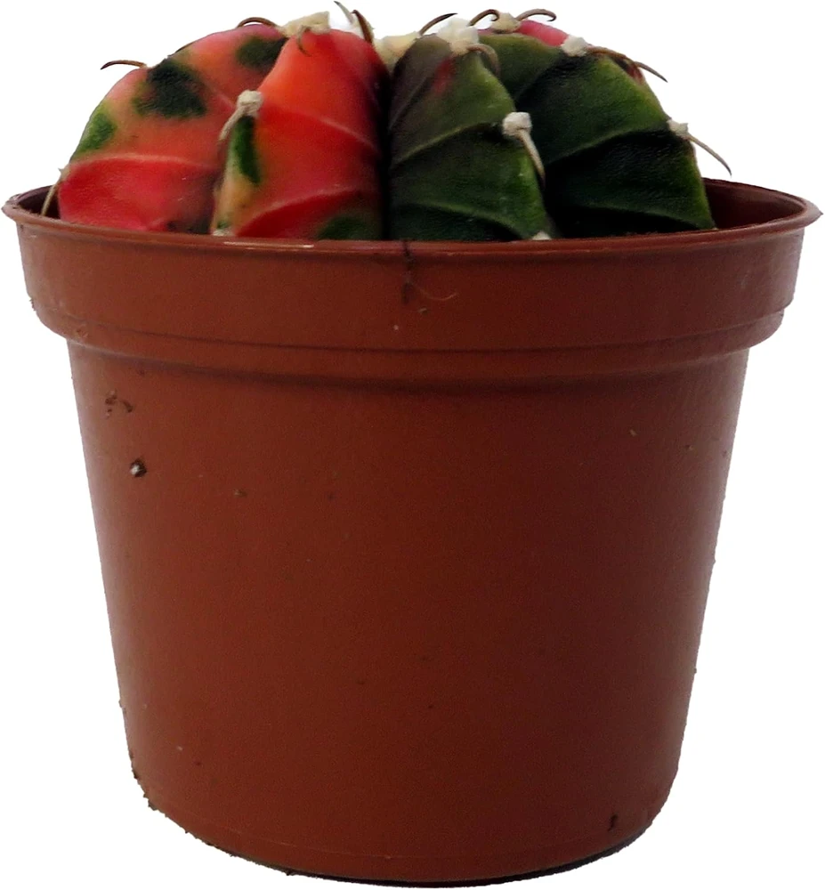 Tye Dye Cactus Live Plant - Gymnocalycium Mihanovichii Variegata - 2" Pot - Indoor/Outdoor - Image 1