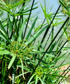 Umbrella Plant Cyperus Alternifolius Seeds – 50 Count – Papyrus Grass Pond Plant - Image 11
