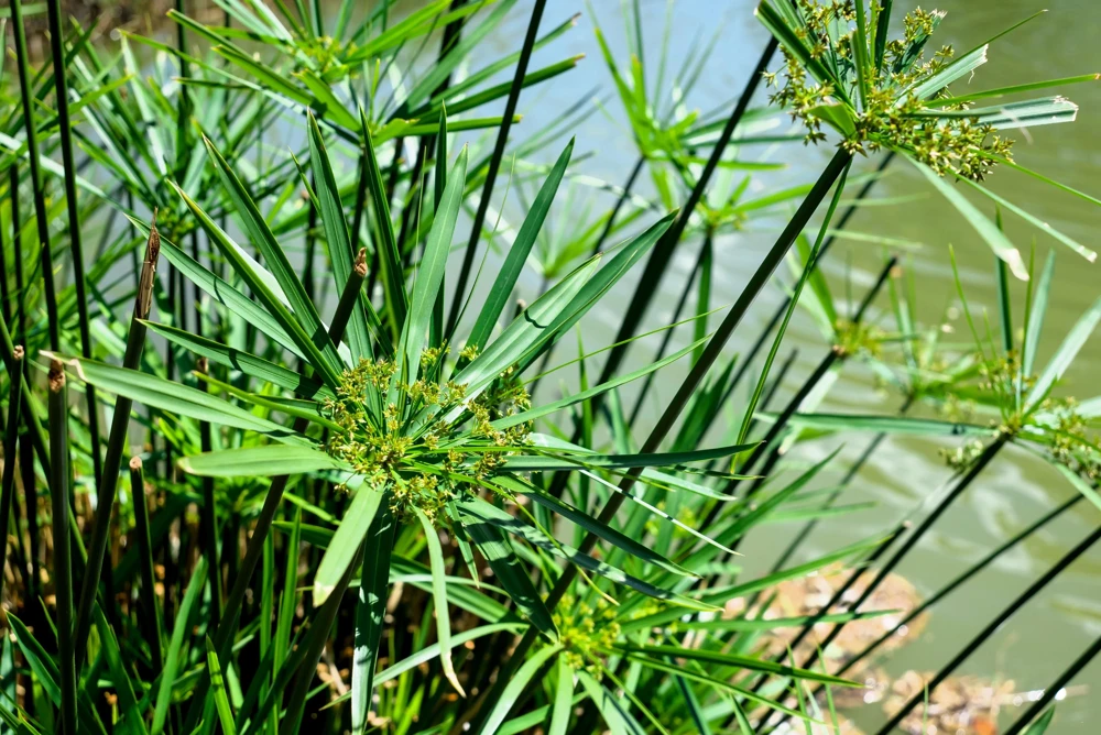 Umbrella Plant Cyperus Alternifolius Seeds – 50 Count – Papyrus Grass Pond Plant - Image 11