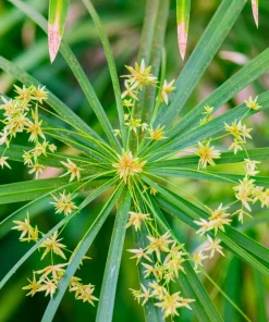 Umbrella Plant Cyperus Alternifolius Seeds – 50 Count – Papyrus Grass Pond Plant - Image 12