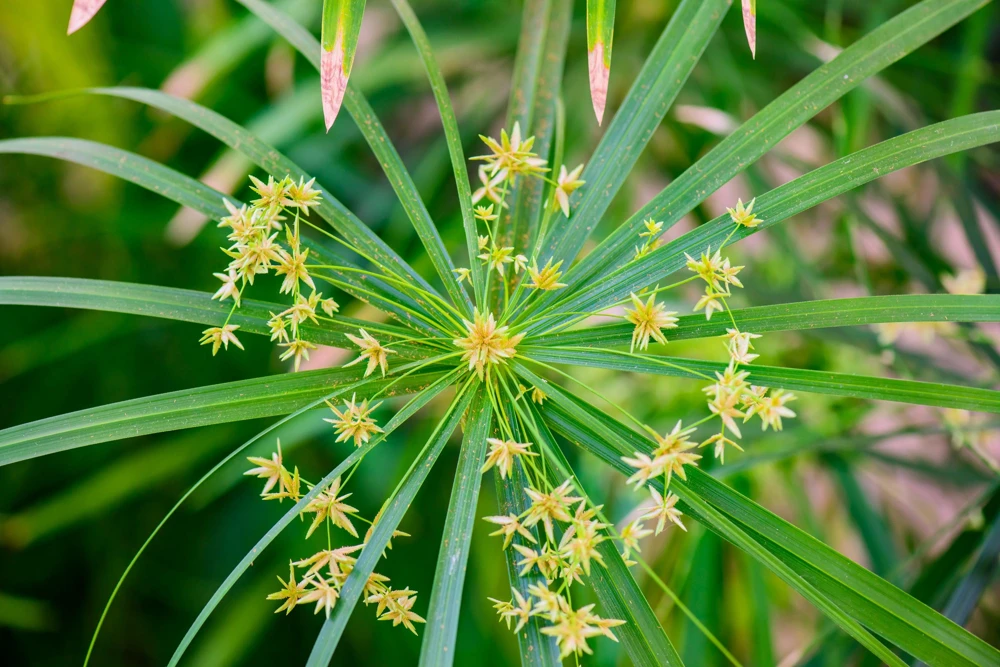 Umbrella Plant Cyperus Alternifolius Seeds – 50 Count – Papyrus Grass Pond Plant - Image 12