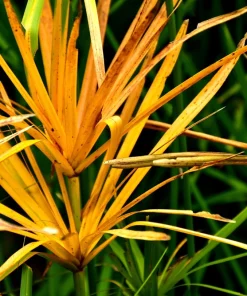 Umbrella Plant Cyperus Alternifolius Seeds – 50 Count – Papyrus Grass Pond Plant - Image 13