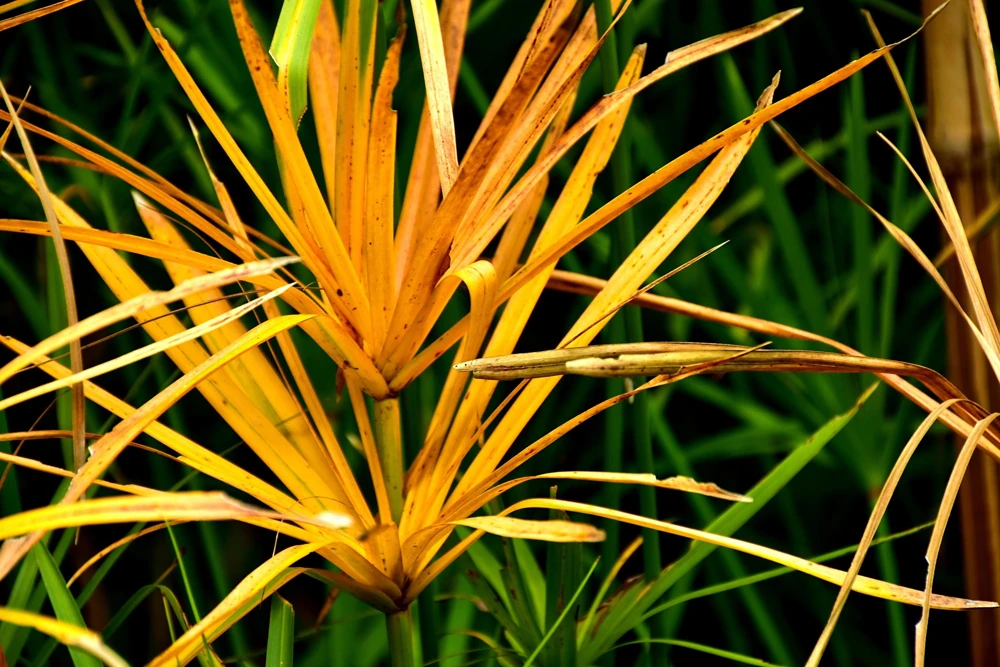 Umbrella Plant Cyperus Alternifolius Seeds – 50 Count – Papyrus Grass Pond Plant - Image 13