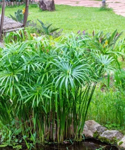 Umbrella Plant Cyperus Alternifolius Seeds – 50 Count – Papyrus Grass Pond Plant - Image 2