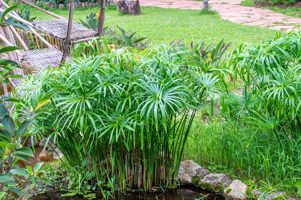 Umbrella Plant Cyperus Alternifolius Seeds – 50 Count – Papyrus Grass Pond Plant - Image 2
