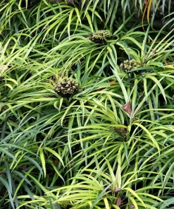 Umbrella Plant Cyperus Alternifolius Seeds – 50 Count – Papyrus Grass Pond Plant - Image 3