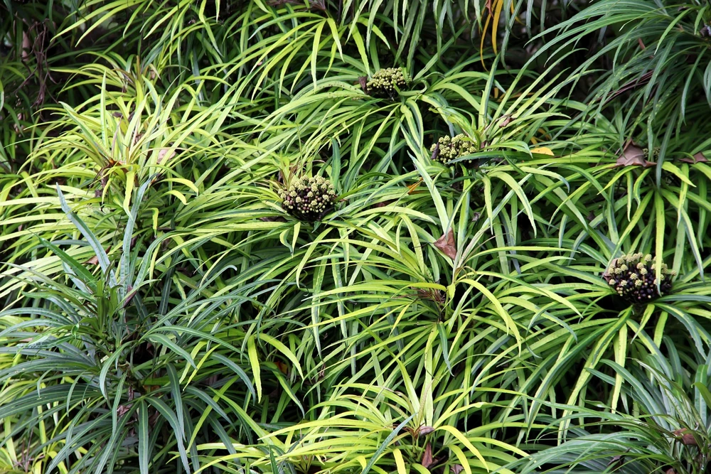 Umbrella Plant Cyperus Alternifolius Seeds – 50 Count – Papyrus Grass Pond Plant - Image 3