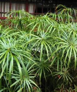 Umbrella Plant Cyperus Alternifolius Seeds – 50 Count – Papyrus Grass Pond Plant - Image 4
