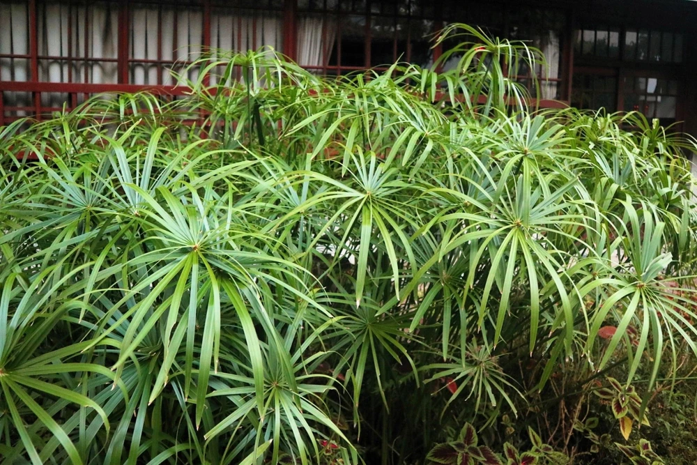 Umbrella Plant Cyperus Alternifolius Seeds – 50 Count – Papyrus Grass Pond Plant - Image 4