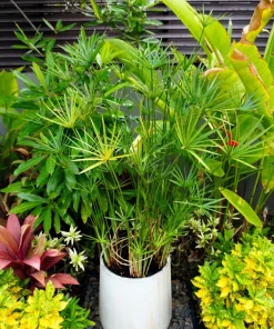 Umbrella Plant Cyperus Alternifolius Seeds – 50 Count – Papyrus Grass Pond Plant - Image 6