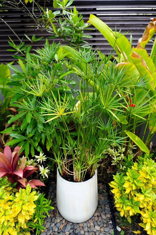 Umbrella Plant Cyperus Alternifolius Seeds – 50 Count – Papyrus Grass Pond Plant - Image 6