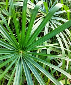 Umbrella Plant Cyperus Alternifolius Seeds – 50 Count – Papyrus Grass Pond Plant - Image 8