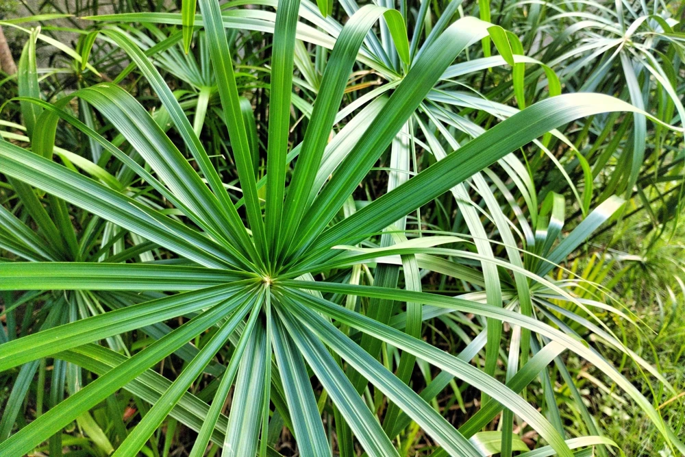 Umbrella Plant Cyperus Alternifolius Seeds – 50 Count – Papyrus Grass Pond Plant - Image 8