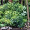 Umbrella Plant Cyperus Alternifolius Seeds – 50 Count – Papyrus Grass Pond Plant - Image 1