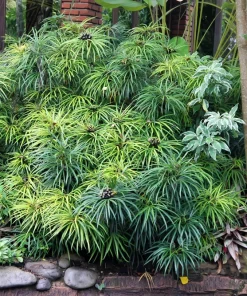Umbrella Plant Cyperus Alternifolius Seeds – 50 Count – Papyrus Grass Pond Plant - Image 1