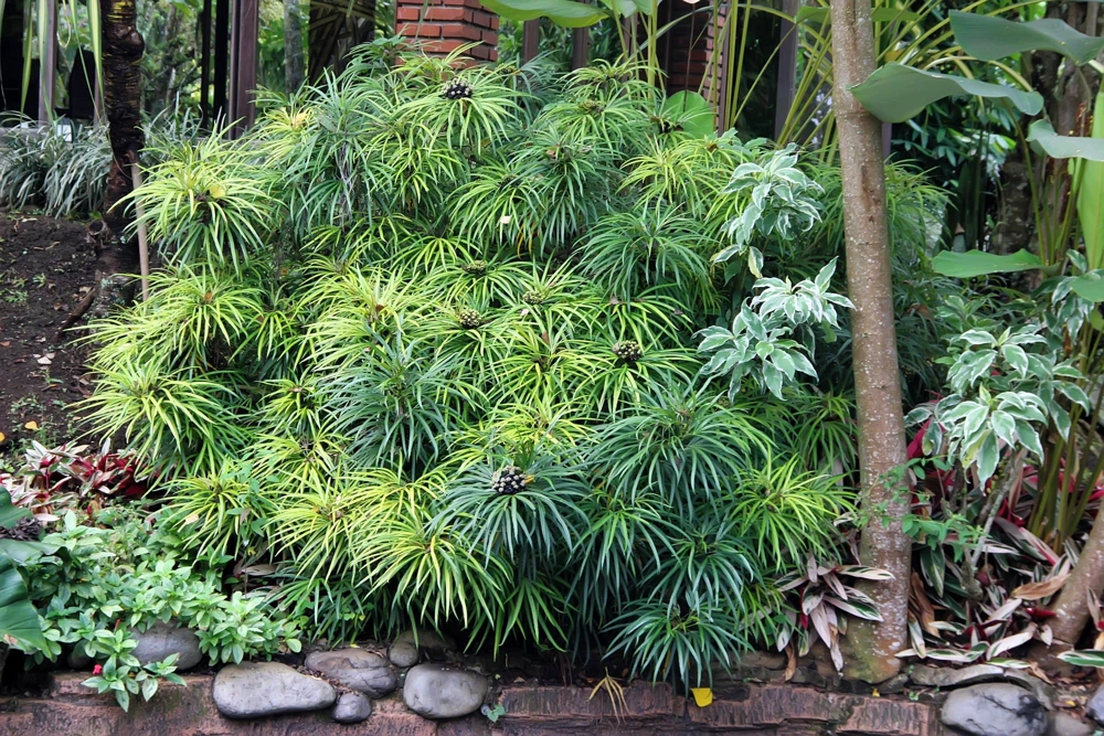 Umbrella Plant Cyperus Alternifolius Seeds – 50 Count – Papyrus Grass Pond Plant - Image 1