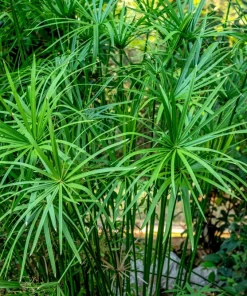 Umbrella Plant Cyperus Alternifolius Seeds – 50 Count – Papyrus Grass Pond Plant - Image 9
