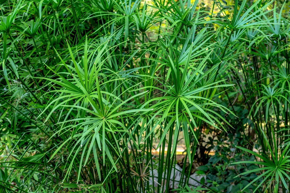 Umbrella Plant Cyperus Alternifolius Seeds – 50 Count – Papyrus Grass Pond Plant - Image 9