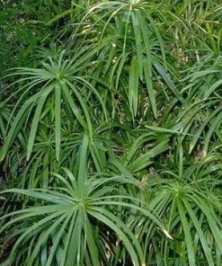 Umbrella Plant Seeds - Cyperus alternifolius Aquatic - 50 Seed Pack - Image 2