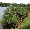 Umbrella Plant Seeds - Cyperus alternifolius Aquatic - 50 Seed Pack - Image 1