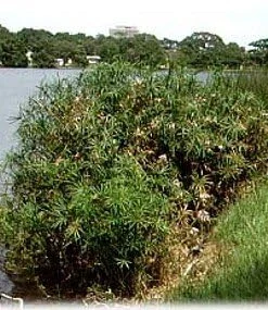 Umbrella Plant Seeds - Cyperus alternifolius Aquatic - 50 Seed Pack - Image 1