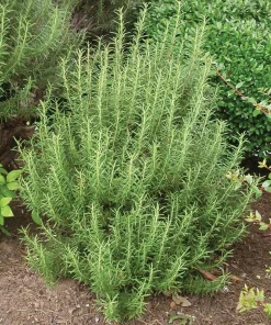 Upright Rosemary Live Plant, Rosmarinus Officinalis, Culinary Herb, 1 Gallon Pot, Outdoor - Image 2