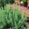 Upright Rosemary Live Plant, Rosmarinus Officinalis, Culinary Herb, 1 Gallon Pot, Outdoor - Image 1