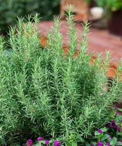 Upright Rosemary Live Plant, Rosmarinus Officinalis, Culinary Herb, 1 Gallon Pot, Outdoor - Image 1