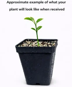 Valencia Orange Live Plant – 2-5 Inch Tall Potted Fruit Tree – Indoor/Outdoor Citrus sinensis - Image 2