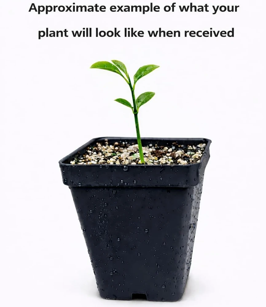 Valencia Orange Live Plant – 2-5 Inch Tall Potted Fruit Tree – Indoor/Outdoor Citrus sinensis - Image 2